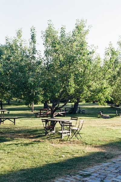棕色的木质绿色草地上野餐桌上白天
